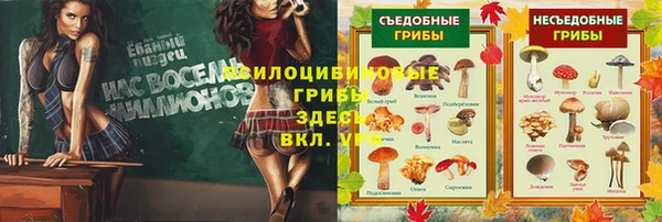 сатива Беломорск