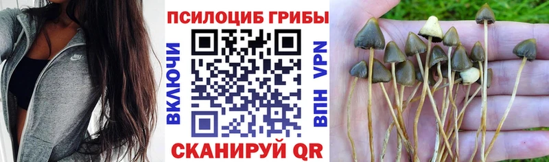 Псилоцибиновые грибы Psilocybine cubensis  Кодинск 